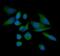 Prp1 antibody, A03569-2, Boster Biological Technology, Immunofluorescence image 