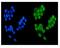 Lysine Demethylase 5B antibody, PB10073, Boster Biological Technology, Immunofluorescence image 
