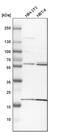 BAI1 Associated Protein 2 Like 1 antibody, PA5-54365, Invitrogen Antibodies, Western Blot image 