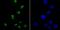 Lysine-specific demethylase 5A antibody, A03079, Boster Biological Technology, Immunocytochemistry image 