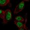 Zinc Finger Protein 672 antibody, HPA062506, Atlas Antibodies, Immunocytochemistry image 