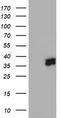 Ubiquitin-like-conjugating enzyme ATG3 antibody, TA503346, Origene, Western Blot image 