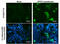 ZFP57 Zinc Finger Protein antibody, GTX631716, GeneTex, Immunocytochemistry image 