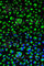 Prolyl 4-Hydroxylase Subunit Beta antibody, A0692, ABclonal Technology, Immunofluorescence image 