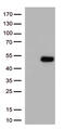 ATF4 antibody, TA812802S, Origene, Western Blot image 