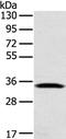 Syntaxin 11 antibody, PA5-50800, Invitrogen Antibodies, Western Blot image 