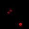 Chloride Intracellular Channel 1 antibody, orb341050, Biorbyt, Immunofluorescence image 