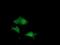 Dual Specificity Phosphatase And Pro Isomerase Domain Containing 1 antibody, GTX84600, GeneTex, Immunofluorescence image 