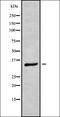 Protein CREG1 antibody, orb336379, Biorbyt, Western Blot image 