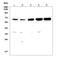 TNF Receptor Superfamily Member 8 antibody, A01225-1, Boster Biological Technology, Western Blot image 