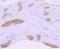 Myosin-6 antibody, NBP2-66965, Novus Biologicals, Immunohistochemistry paraffin image 