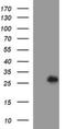 D-Aminoacyl-TRNA Deacylase 1 antibody, NBP2-35324, Novus Biologicals, Western Blot image 