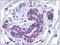FRAS1 Related Extracellular Matrix 2 antibody, AP31212PU-N, Origene, Immunohistochemistry frozen image 
