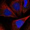 Isthmin 2 antibody, HPA039742, Atlas Antibodies, Immunocytochemistry image 