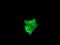 Fetal and adult testis-expressed transcript protein antibody, LS-C174223, Lifespan Biosciences, Immunofluorescence image 