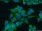 Low Density Lipoprotein Receptor antibody, 10785-1-AP, Proteintech Group, Immunofluorescence image 