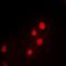 Programmed cell death protein 5 antibody, orb381943, Biorbyt, Immunocytochemistry image 