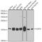 H2A Histone Family Member X antibody, LS-C746951, Lifespan Biosciences, Western Blot image 
