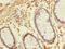 BMP/Retinoic Acid Inducible Neural Specific 2 antibody, MBS968783, MyBioSource, Immunohistochemistry frozen image 