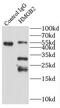 High Mobility Group Box 2 antibody, FNab03925, FineTest, Immunoprecipitation image 