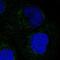  antibody, PA5-55954, Invitrogen Antibodies, Immunofluorescence image 