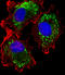 MUS81 Structure-Specific Endonuclease Subunit antibody, orb331131, Biorbyt, Immunofluorescence image 