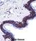 Desmoglein 1 antibody, abx028050, Abbexa, Western Blot image 