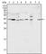 Mitogen-Activated Protein Kinase 1 antibody, abx010745, Abbexa, Western Blot image 