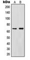 Rer antibody, orb214090, Biorbyt, Western Blot image 
