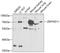Zinc Finger MYND-Type Containing 11 antibody, 22-130, ProSci, Western Blot image 
