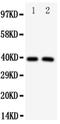 Interferon regulatory factor 2 antibody, PA5-79515, Invitrogen Antibodies, Western Blot image 