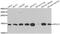 Ribosomal Protein S12 antibody, PA5-77032, Invitrogen Antibodies, Western Blot image 