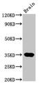 NK3 Homeobox 2 antibody, LS-C670462, Lifespan Biosciences, Western Blot image 