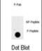 Prolactin antibody, abx032068, Abbexa, Dot Blot image 