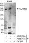 Microtubule Crosslinking Factor 1 antibody, A302-786A, Bethyl Labs, Immunoprecipitation image 