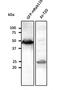 RAB11B, Member RAS Oncogene Family antibody, orb180472, Biorbyt, Western Blot image 
