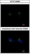 Regulator Of G Protein Signaling 11 antibody, GTX110490, GeneTex, Immunocytochemistry image 
