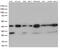 Vestigial Like Family Member 3 antibody, M14125, Boster Biological Technology, Western Blot image 