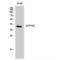 Relaxin-3 receptor 2 antibody, LS-C383729, Lifespan Biosciences, Western Blot image 