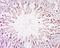 Abraxas 1, BRCA1 A Complex Subunit antibody, orb2324, Biorbyt, Immunohistochemistry paraffin image 