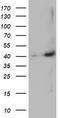 MAGE Family Member B18 antibody, CF502648, Origene, Western Blot image 