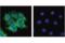 Programmed Cell Death 6 Interacting Protein antibody, 92880S, Cell Signaling Technology, Immunofluorescence image 