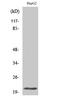 Mitochondrial Ribosomal Protein L41 antibody, A10631, Boster Biological Technology, Western Blot image 