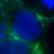 ORAI Calcium Release-Activated Calcium Modulator 1 antibody, FNab06001, FineTest, Immunofluorescence image 