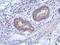 Zinc finger protein 645 antibody, GTX119676, GeneTex, Immunohistochemistry paraffin image 