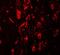 Leucine-rich repeat transmembrane neuronal protein 4 antibody, NBP1-76530, Novus Biologicals, Immunofluorescence image 