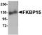 WAFL antibody, NBP1-77352, Novus Biologicals, Western Blot image 