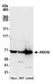 Protein III antibody, A305-309A, Bethyl Labs, Western Blot image 