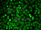 Poly(RC) Binding Protein 2 antibody, A2531, ABclonal Technology, Immunofluorescence image 