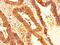 LEI antibody, CSB-PA021065LA01HU, Cusabio, Immunohistochemistry frozen image 